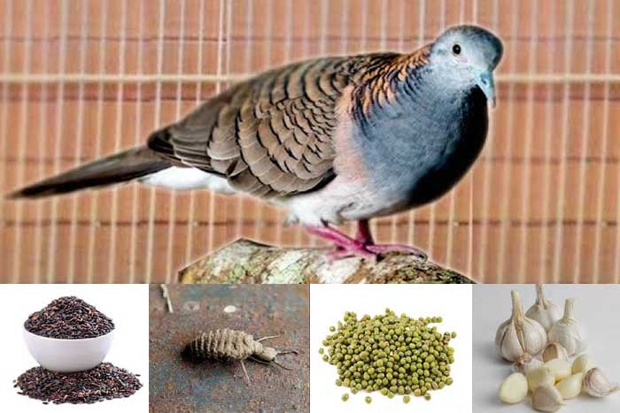 Ramuan Tradisional Bagi Burung Perkutut