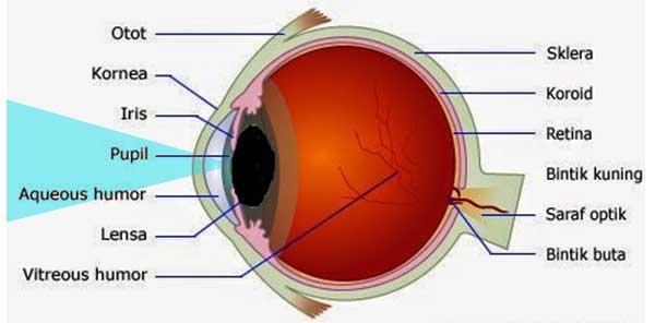 Mata Bisa Melihat